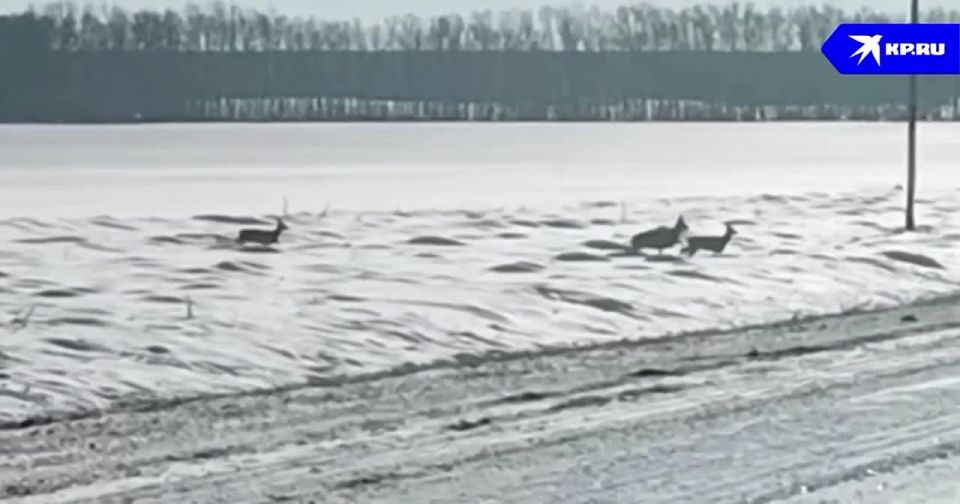 Водитель, берегись! Косули начали выбегать на дороги Новосибирской области
