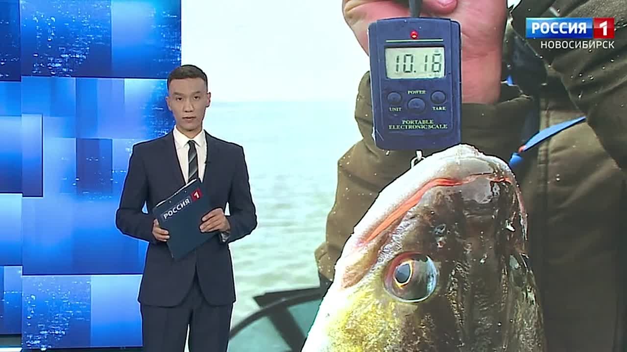 Вот это улов!. Судака весом более 10 килограммов поймал новосибирец на реке Обь