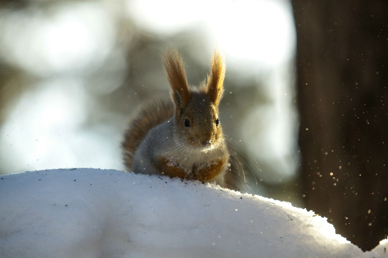 17 ноября — Международный день белки 17 ноября — Международный день белки