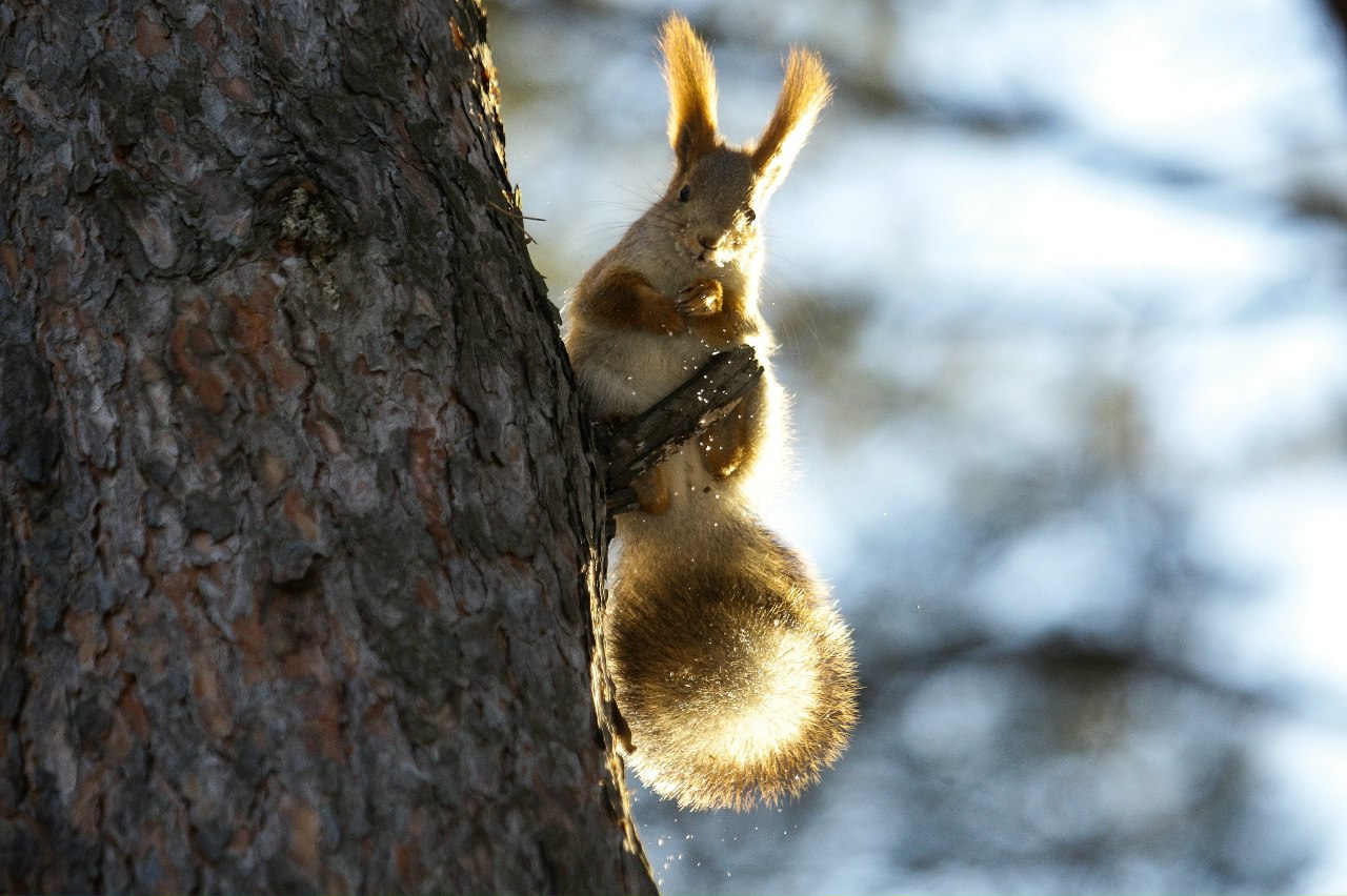 17 ноября — Международный день белки 17 ноября — Международный день белки