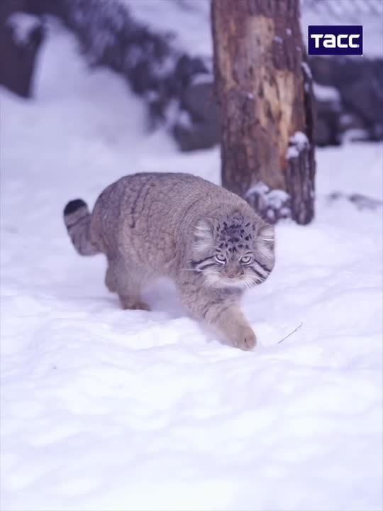 Манулы прогулялись по заснеженному вольеру в Новосибирском зоопарке им. Шило