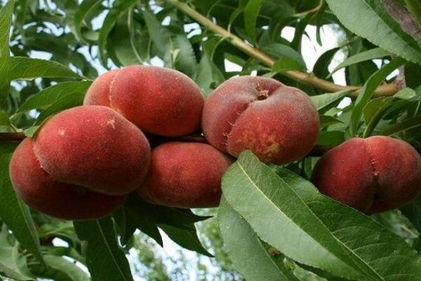 Исследование особенностей персика Сатурн