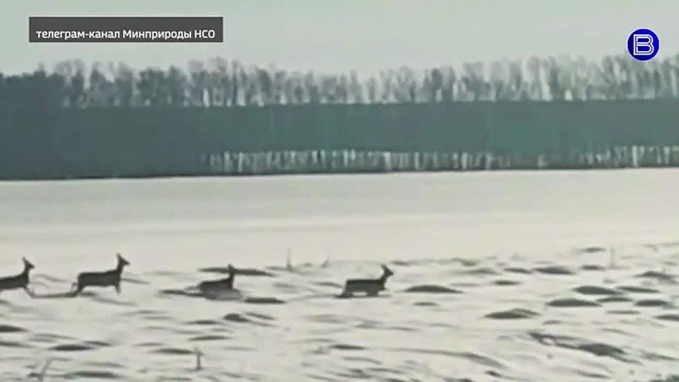 Копытные в пути. Сезон массовой миграции копытных начался в Новосибирской области