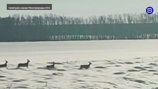 Копытные в пути. Сезон массовой миграции копытных начался в Новосибирской области