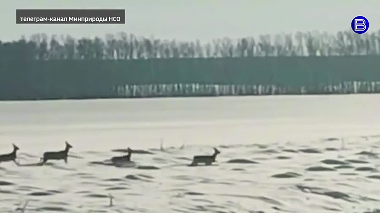 Копытные в пути. Сезон массовой миграции копытных начался в Новосибирской области