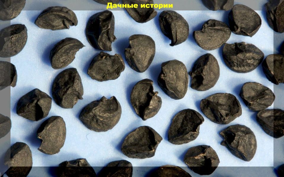 Выращивание крупного репчатого лука из семян за один сезон