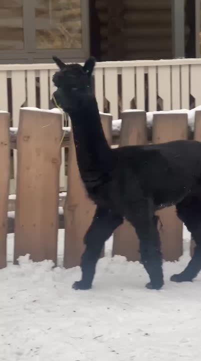 В Новосибирском зоопарке пополнение!
