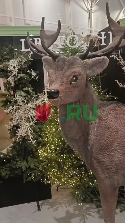 В эти дни в Новосибирске проходит форум-выставка «Дикоросы»