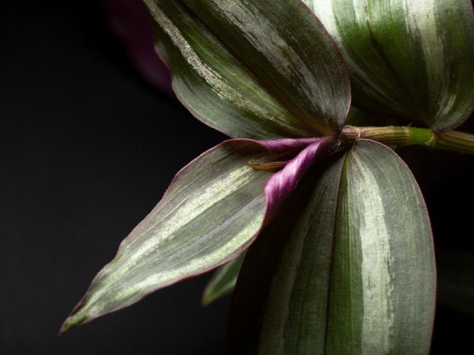 Как каллизия ползучая обогащает ваш интерьер и настроение