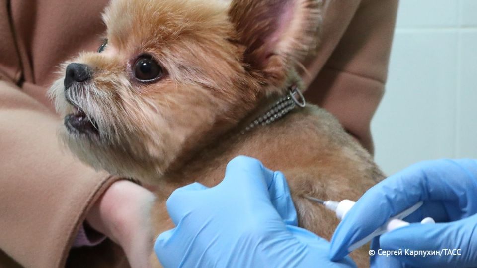Мобильные пункты вакцинации животных от бешенства открыли на пяти улицах Новосибирска после нападения лисы на прохожую