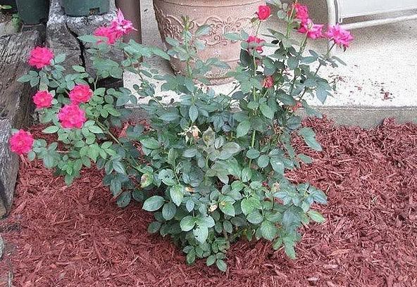 Мифы о мульче: как она влияет на почву и стоит ли беспокоиться о закислении?