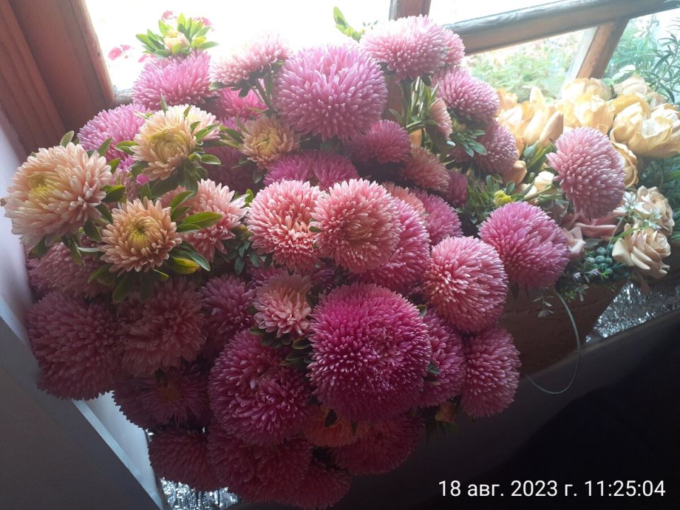 Очарование астр: как сорт 'Коралловый ежик' покоряет ландшафтные дизайнерские сердца