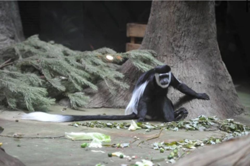 У лангуров и колобусов из Новосибирского зоопарка родились детеныши