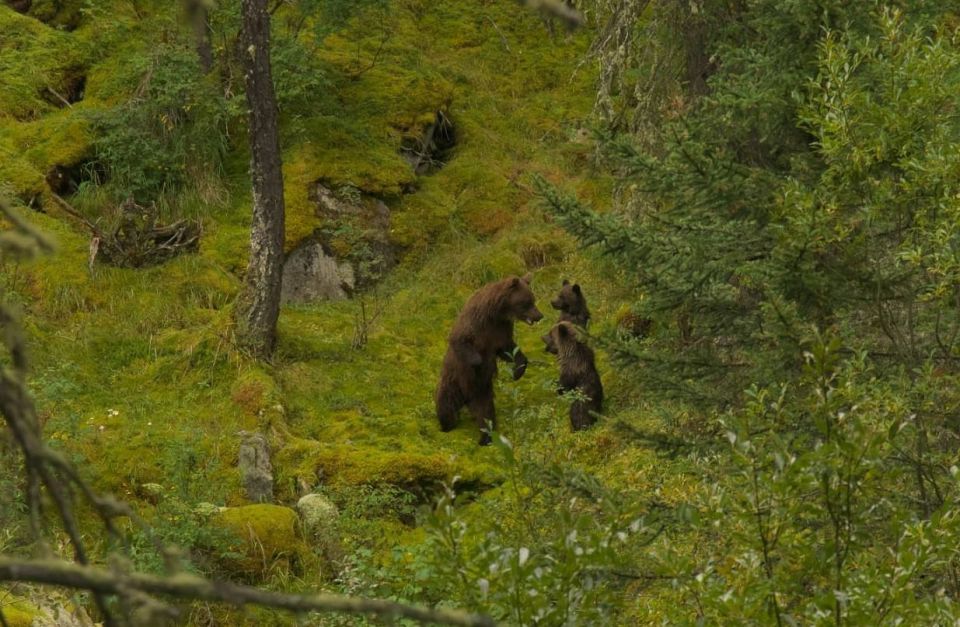 Нет, это не ИИ. Реальные фотографии из Катунского заповедника Алтая