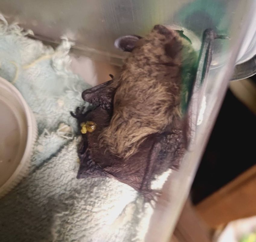 Новосибирские волонтеры спасают летучую мышь, найденную на томском месторождении