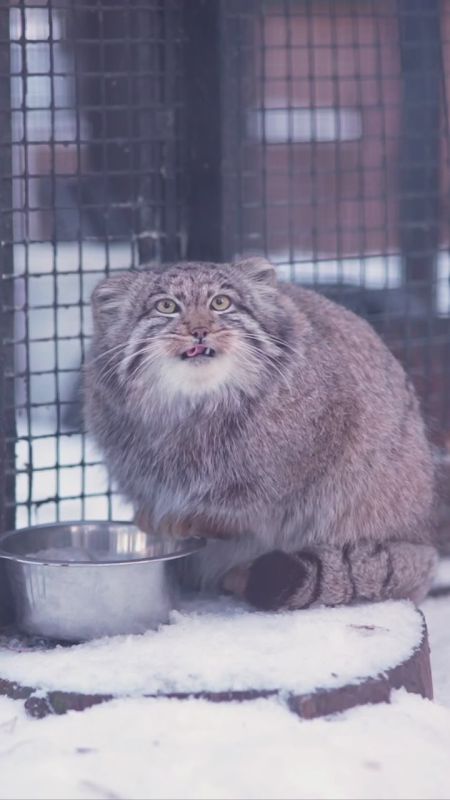 � �������� ������������ �������-���������� �������� � ��������� �������