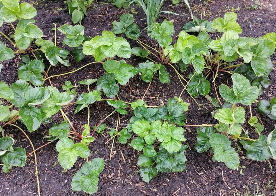 Посадка и уход за садовой земляникой: вырастите урожай с умом