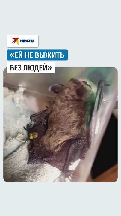 Новосибирцы спасают летучую мышь, найденную на томском месторождении