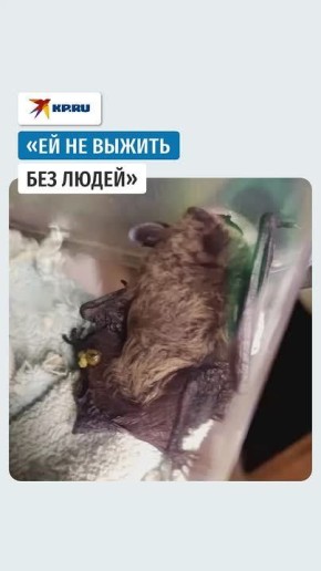 Новосибирцы спасают летучую мышь, найденную на томском месторождении