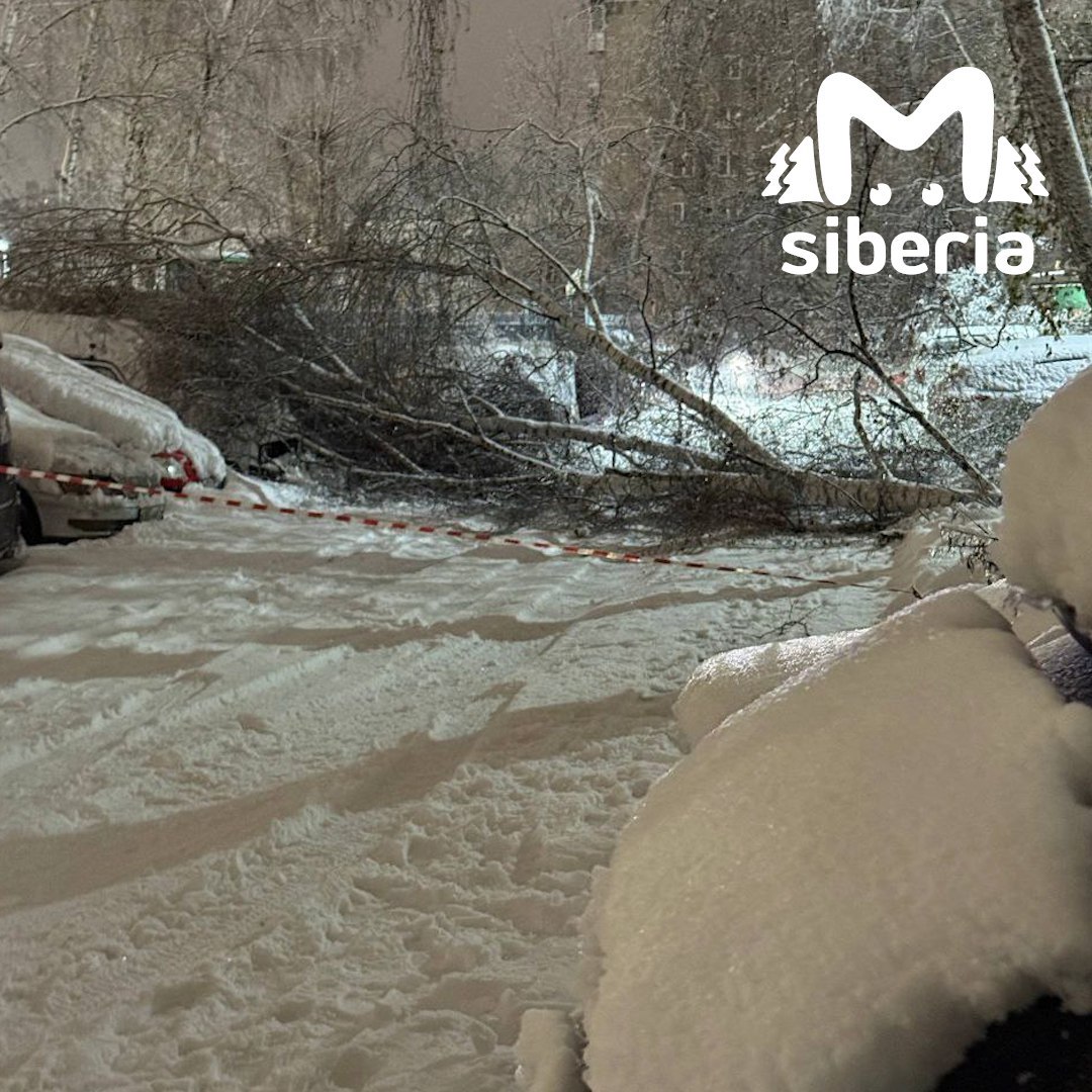 Новый квест от непогоды в Новосибирске — полоса препятствий с поваленными деревьями Новый квест от непогоды в Новосибирске — полоса препятствий с поваленными деревьями