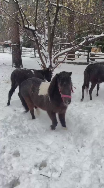 В Новосибирском зоопарке — новые обитатели!