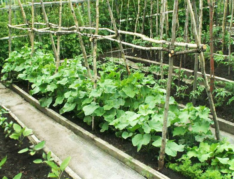 Как подкормка огурцов способствует активному плодоношению