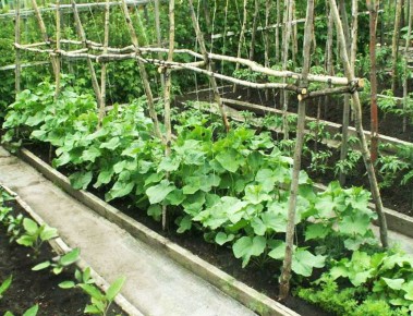 Как подкормка огурцов способствует активному плодоношению