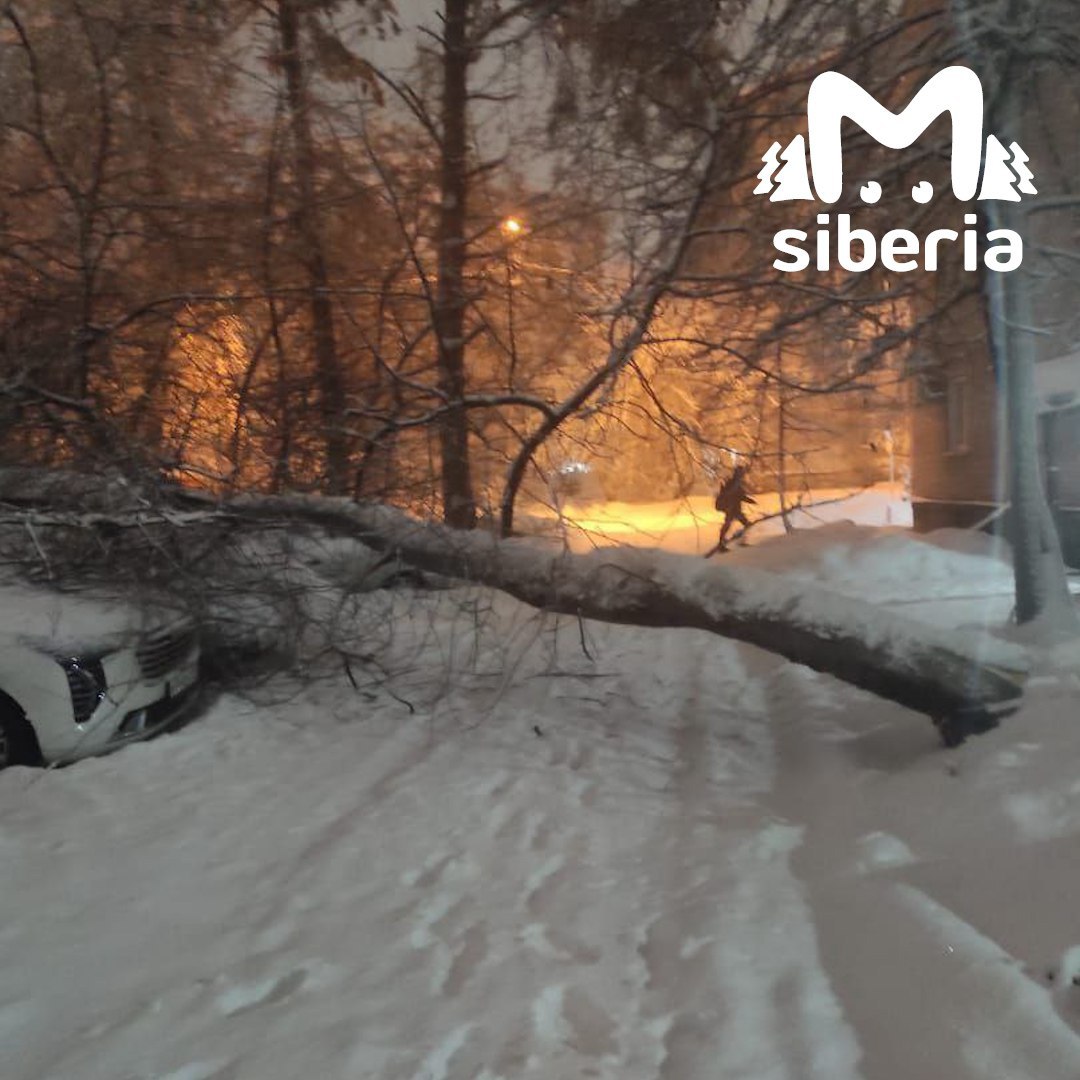 Новый квест от непогоды в Новосибирске — полоса препятствий с поваленными деревьями Новый квест от непогоды в Новосибирске — полоса препятствий с поваленными деревьями