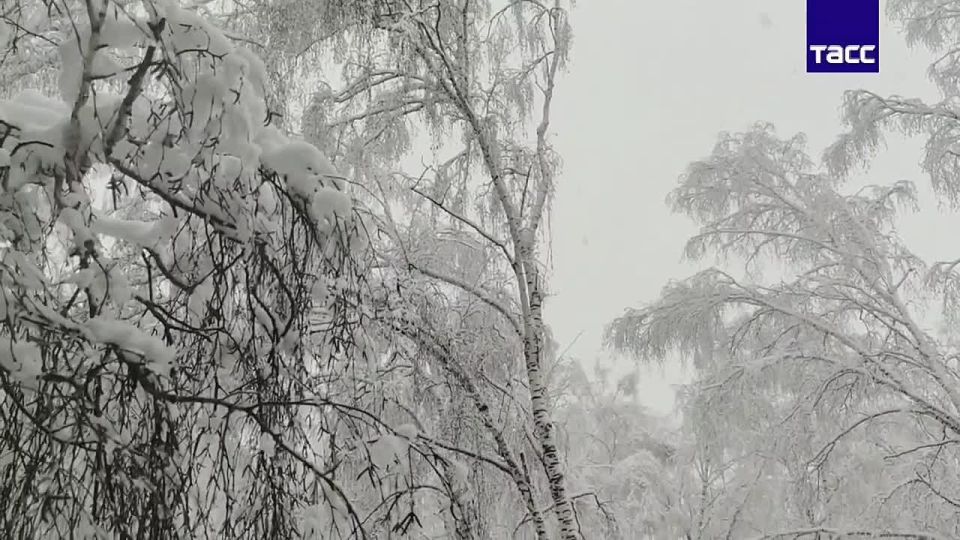 Прибытие 11 рейсов задерживается в новосибирском аэропорту Толмачево на фоне снегопада, отставание от графика составляет до нескольких часов, следует из данных онлайн-табло