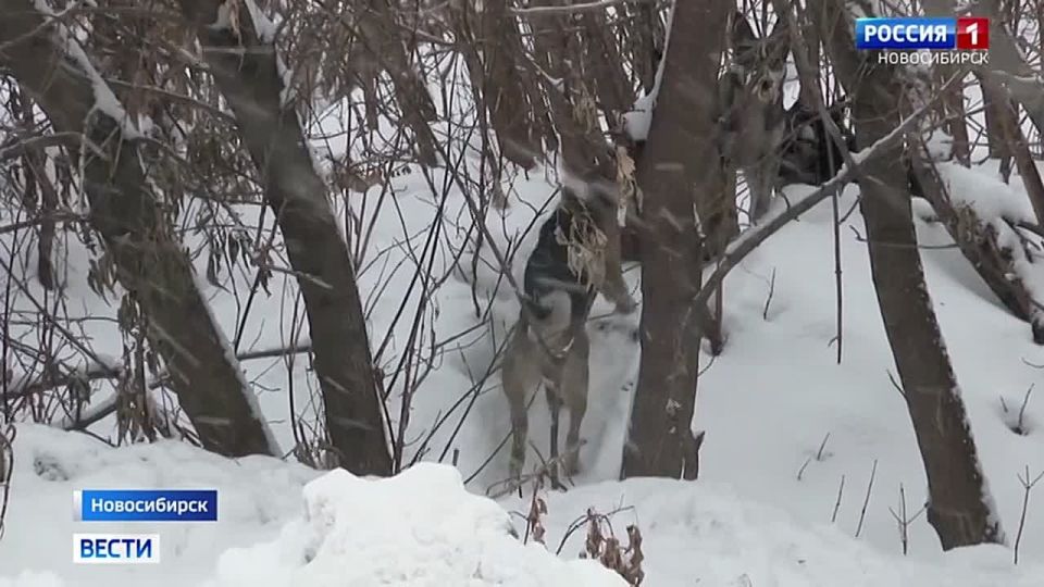 Вспышка бешенства. Карантин по бешенству ввели в Кировском районе Новосибирска