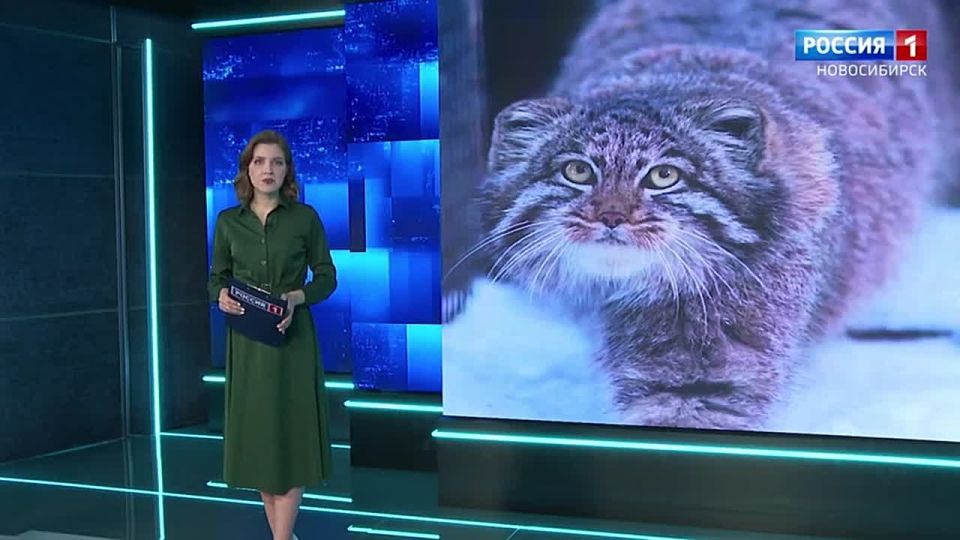 Взросление началось. Молодые манулы начали самостоятельную жизнь в новосибирском зоопарке