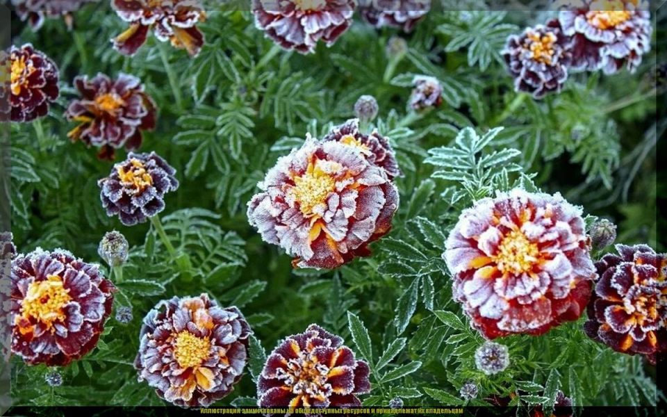 Как бархатцы преображают дачный участок: от защиты растений до улучшения почвы