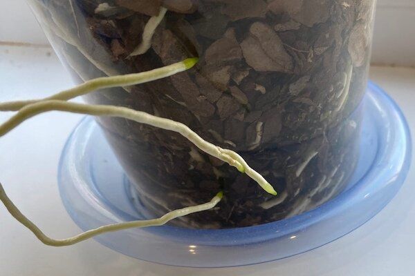 Корни орхидеи на свободе: почему это нормально и как с этим справиться