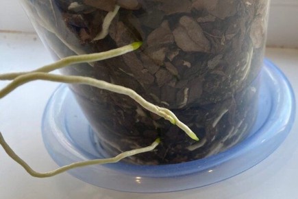 Корни орхидеи на свободе: почему это нормально и как с этим справиться