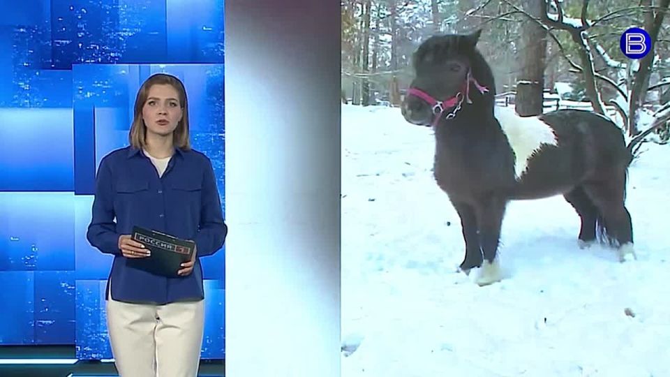 Новенькие прибыли. Новосибирский зоопарк пополнил коллекцию копытных сразу четырьмя новыми обитателями