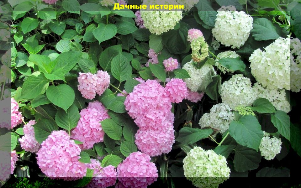 Гортензии в вашем саду: как сделать выбор и создать идеальную компоновку растений