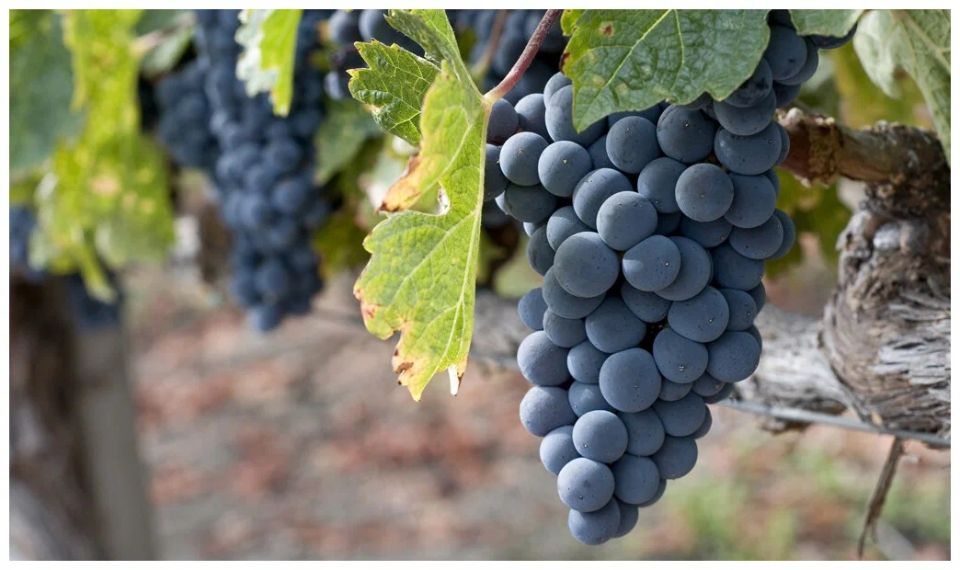 Секреты северного виноградарства: Плечистик северный и его загадки