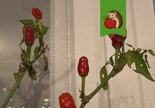 Острый уют: как вырастить перец чили на подоконнике