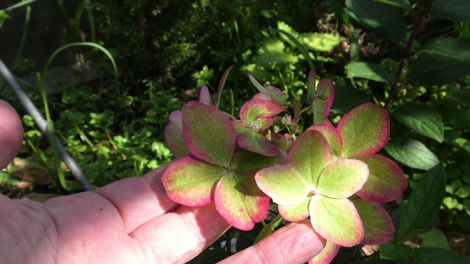 Гортензия Металлика: как новый сорт завоевал сердца садоводов