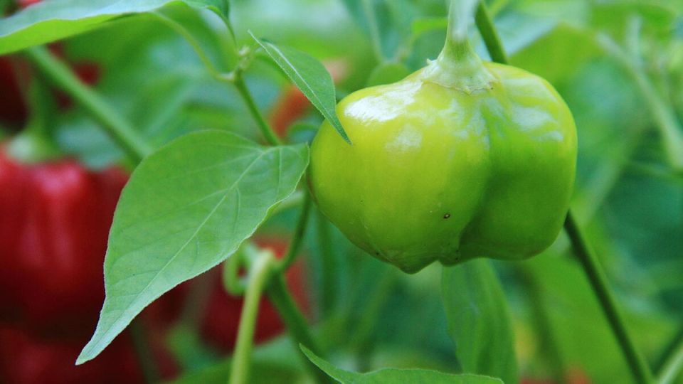 Необычная подкормка для перца: как сделать урожай более щедрым