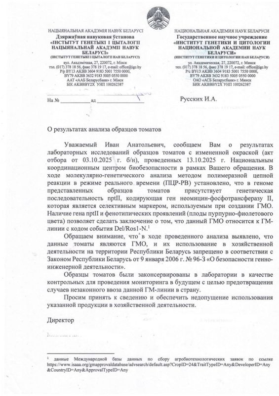 Пурпурные томаты: загадка ГМО и наш взгляд на новые сорта