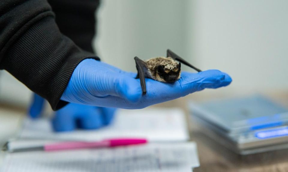 Летучих мышей отправили зимовать в холодильник новосибирские волонтёры