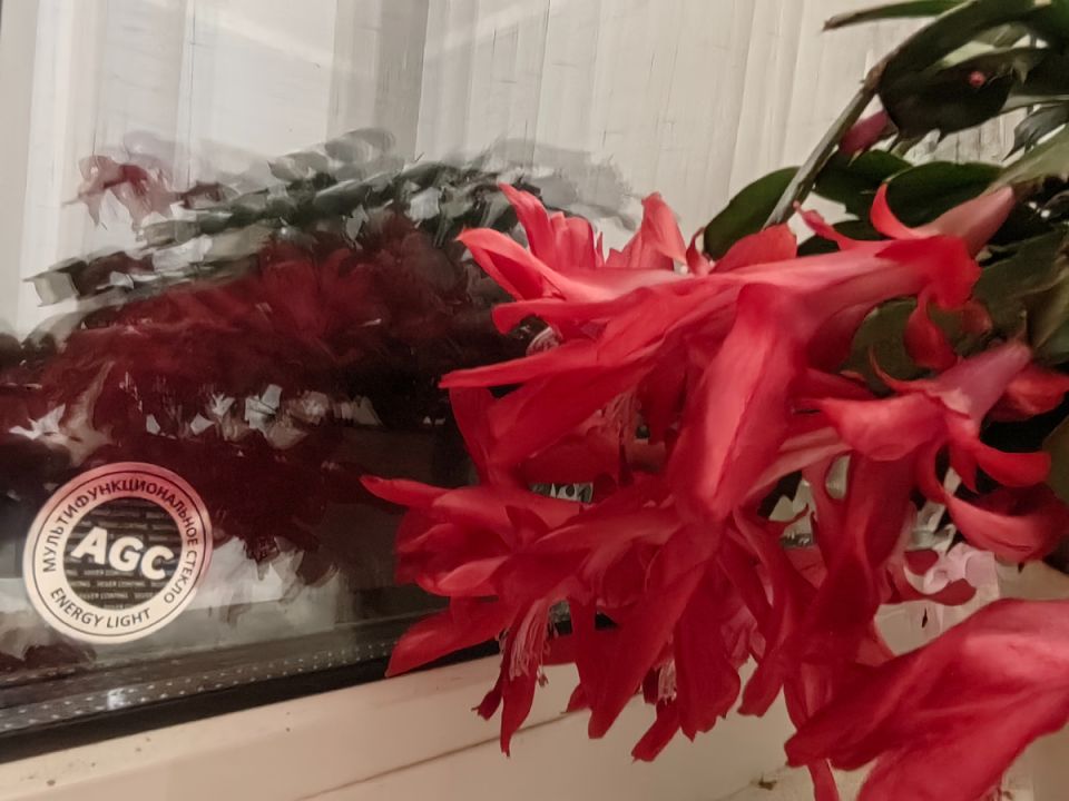 Как обеспечить декабристу длительное цветение: мифы и практические советы