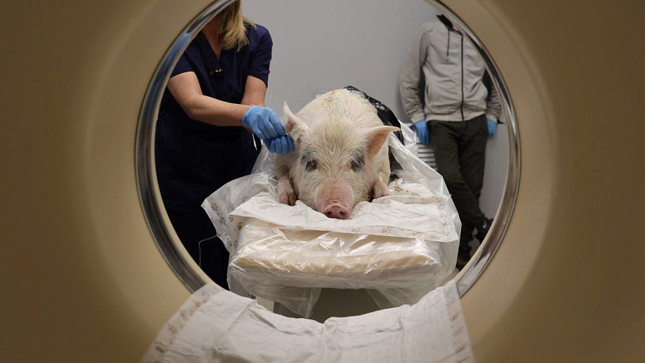 Мини-пигам впервые в Сибири сделали компьютерную томографию