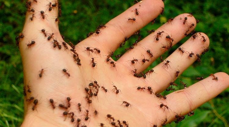 Как просто и безопасно победить муравьев на вашем участке