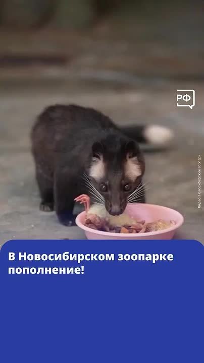 Минимум две причины для умиления! И обе — в Новосибирском зоопарке