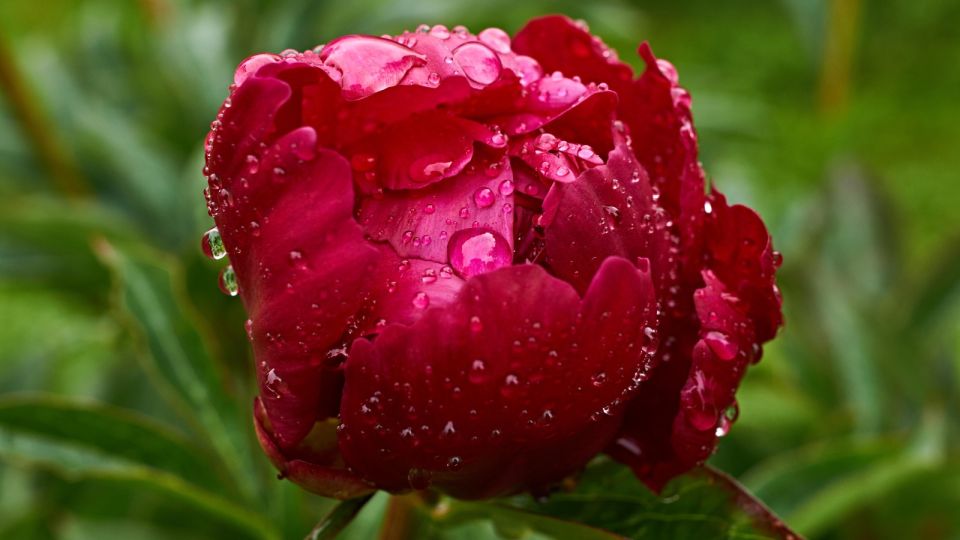 Даже самые чахлые пионы взорвутся цветами: достаточно избежать одной ошибки