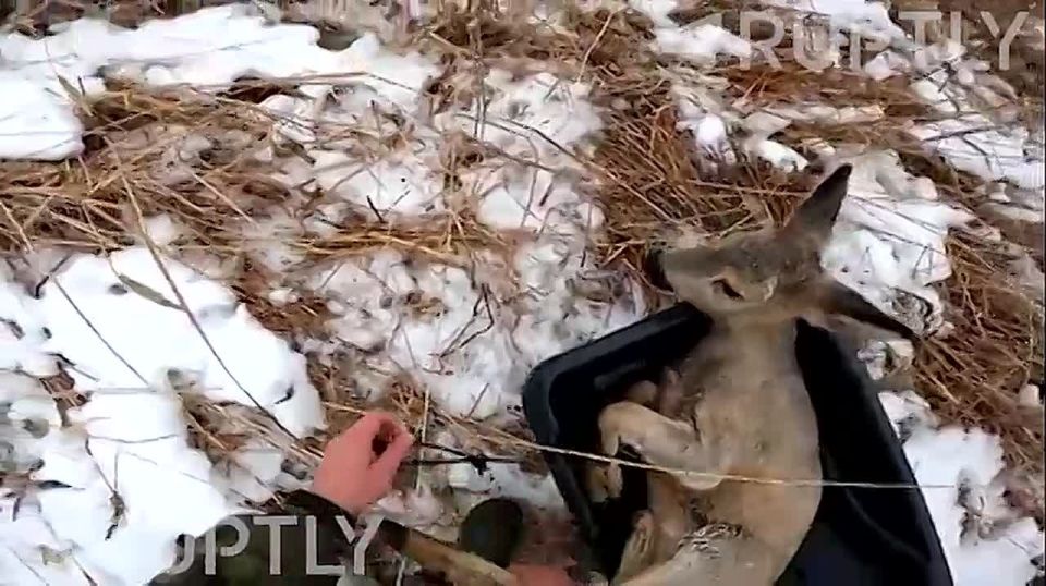 «Мне тоже страшно, только не кусайся»: рыбаки из Карасука спасли почти 30 косуль из ледяного плена — новосибирские бемби попытались перейти замерзшее озеро, но не справились