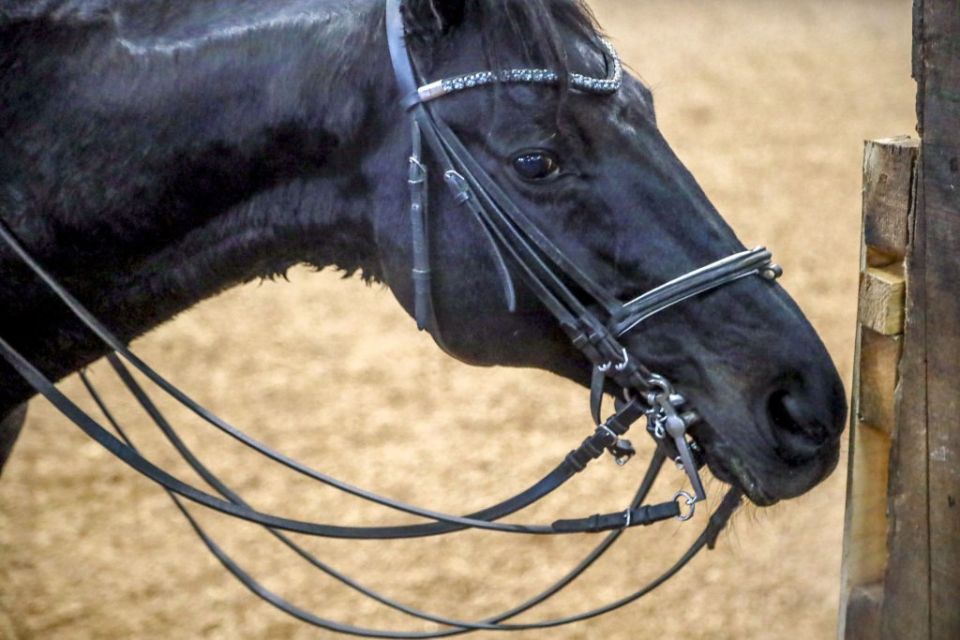 «Лошади — чистый лист бумаги»: как обучают верховой езде в Новосибирске