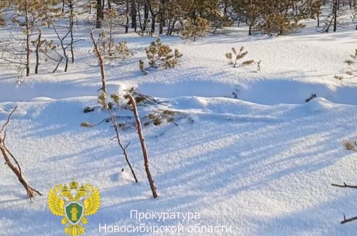 В Новосибирской области мужчина осужден за незаконную рубку деревьев